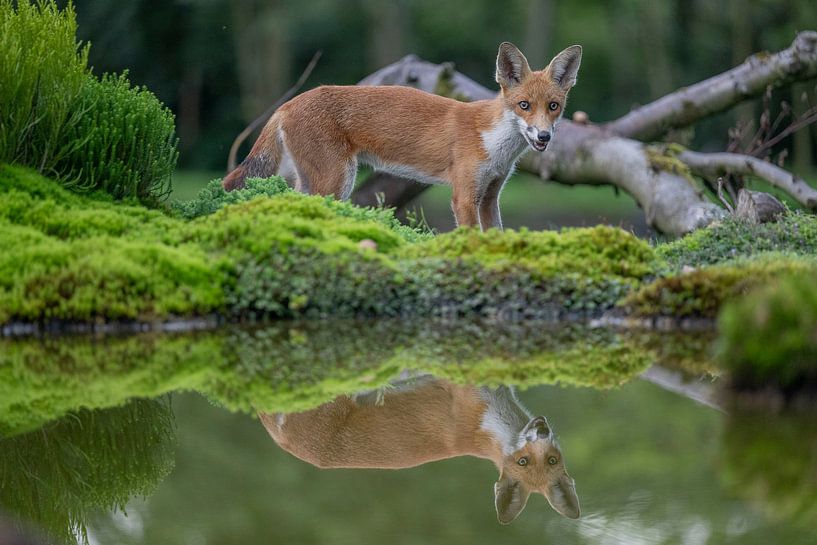 Junger Fuchs an der Wasserstelle von eric t'kindt