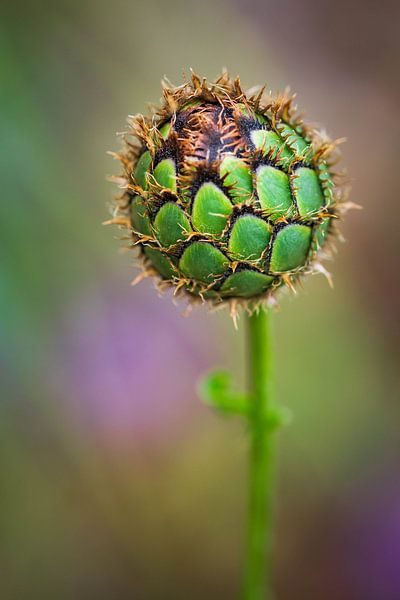 Distel im Knopf von Esther's Photos