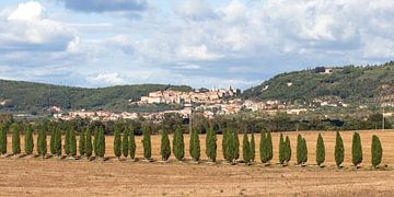 TOSKANA Torrita di Siena - cypresses 003