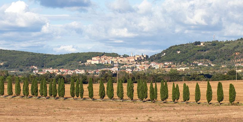 TOSKANA Torrita di Siena - cypresses 003 von Bernd Hoyen