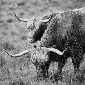 Schotse Hooglanders van Lars Beekman