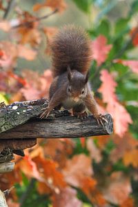 Eichhörnchen