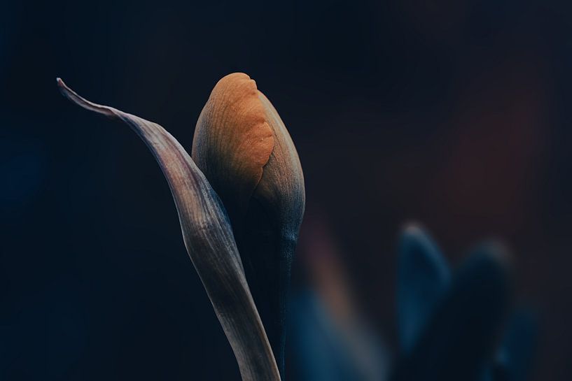 Knospe von Ralf Hickmann