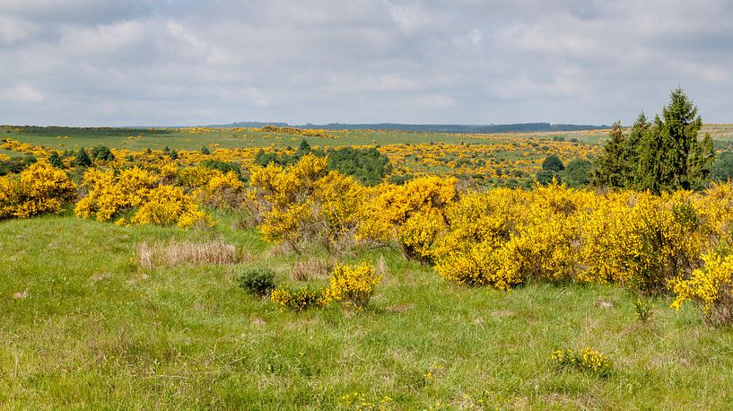 Ginsterblüte im Nationalpark Eifel von Gottfried Carls