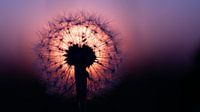 Sonnenuntergang mit einem Fussel