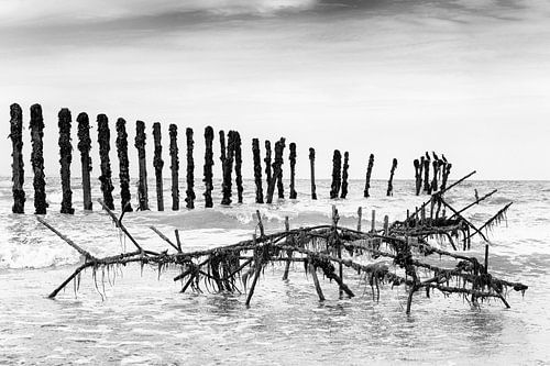 Mussel bank with cormorants at "Omaha Beach"