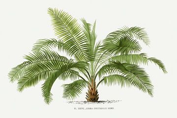 Palmplant | Jubaea Spectabilis van Peter Balan