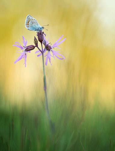 early in the morning