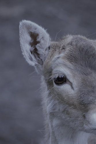 Gros plan sur un cerf