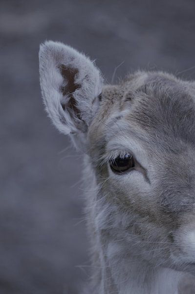Close up deer by Sabrina Mols