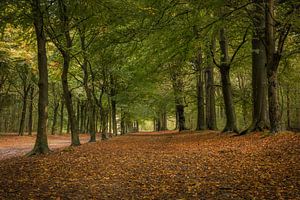 Het begin van de herfst sur Peter Korevaar