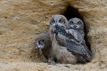 Eurasian Eagle Owls ( Bubo bubo ), three chicks  in the entrance of their nesting burrow, cute and f van wunderbare Erde