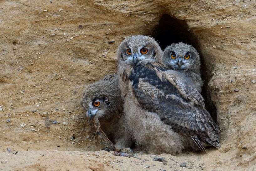 Europäische Uhus ( Bubo bubo ), drei Jungvögel, Küken, Geschwister sitzen zusammen im Eingang ihrer  von wunderbare Erde