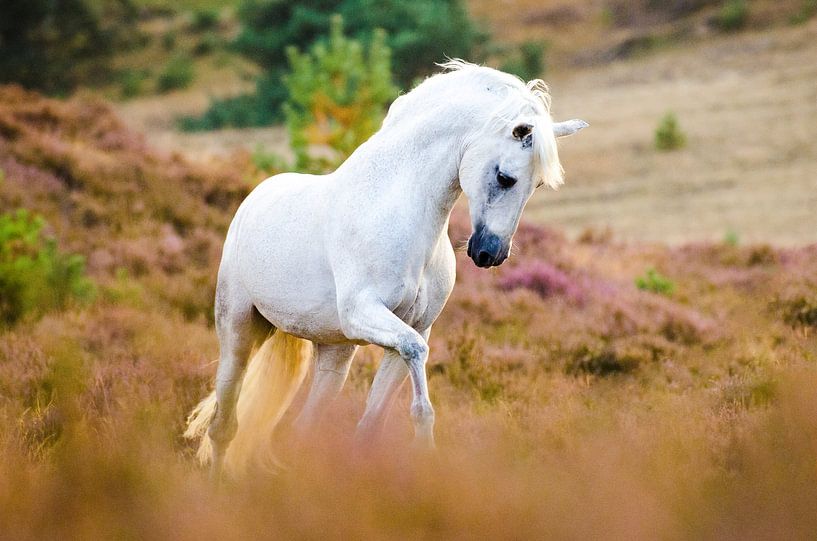 Picaro by Merel Bormans