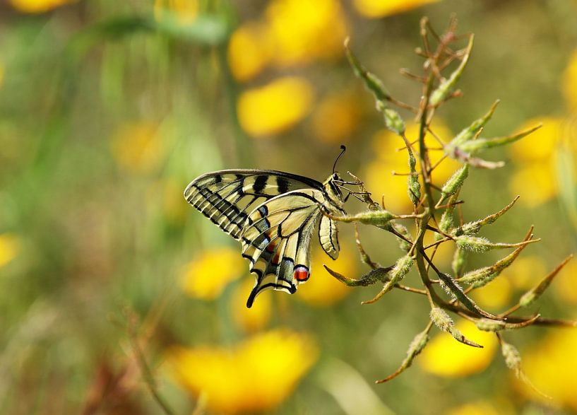 Swallowtail by Jan Katuin