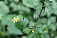 Petite fleur jaune dans le vert