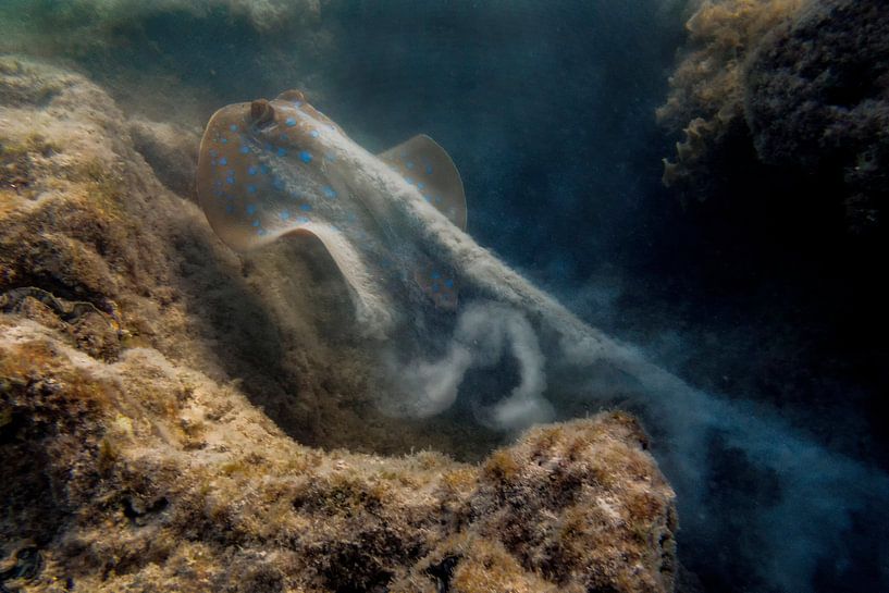 blue-spotted Stingray by John van Weenen