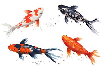 various koi isolated on a white background, detail by Animaflora PicsStock