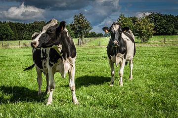 Zwart en wit gevlekte koeien in het weiland van Gijs Rijsdijk