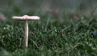 Mushroom in Grass van BL Photography thumbnail