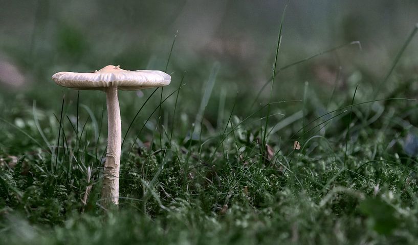 Mushroom in Grass van BL Photography