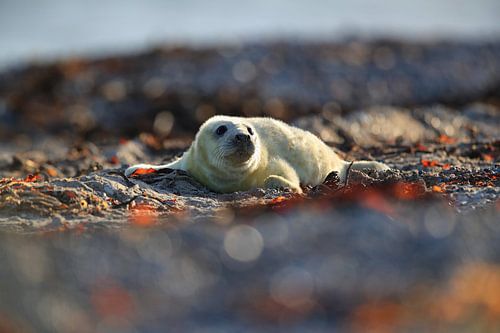 Grijze zeehond (Halichoerus grypus) Pup, in de natuurlijke habitat, Helgoland Duitsland