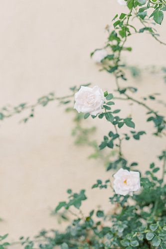 Pink roses on a yellow wall | Flower photography in Europe | Fine art pastel rose photo art print