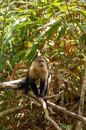 White Faced Capuchin