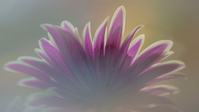 fleur par Paquita Six