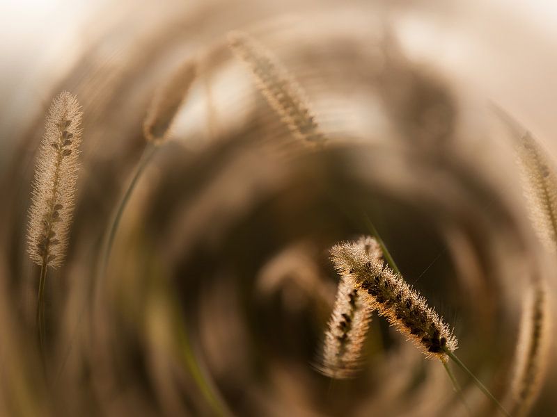 Hazestaartje in ochtendmist met zon7 van Katja Waltmans