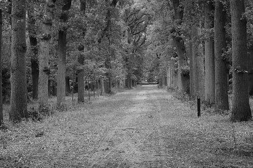 Peace and quiet in the Mildenburg forest