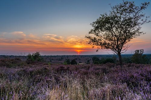 Een mooie zomeravond op de heide