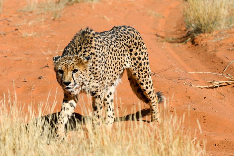 Gepard in Namibia par Britta Kärcher
