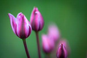 Bloem paars van Rene de Werker