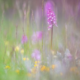 Orchid meadow in Thuringia by Daniela Beyer