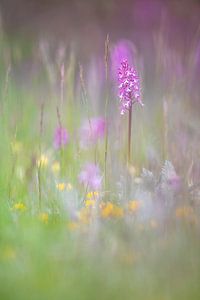 Prairie d'orchidées en Thuringe