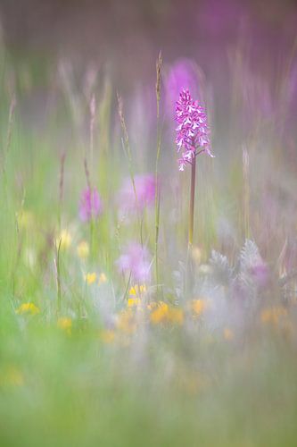Orchid meadow in Thuringia
