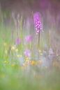 Orchideenwiese in Thüringen von Daniela Beyer Miniaturansicht