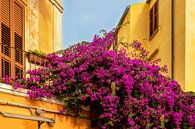 Mediterrane sfeer in La Maddalena, Sardinië, Italië van Mieneke Andeweg-van Rijn thumbnail