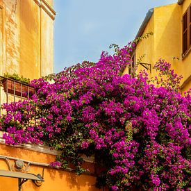 Mediterrane sfeer in La Maddalena, Sardinië, Italië van Mieneke Andeweg-van Rijn