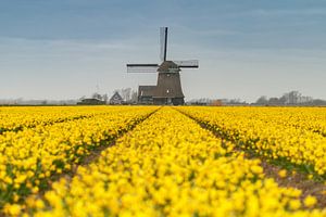 Moulin à vent et jonquilles sur Menno Schaefer