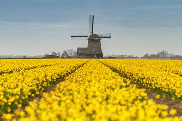 Windmill and daffodils by Menno Schaefer