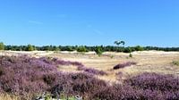 Paarse heide op een zandverstuiving met blauwe lucht