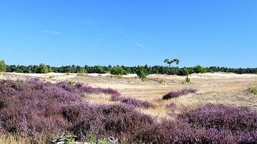 Paarse heide op een zandverstuiving met blauwe lucht van Gerard de Zwaan