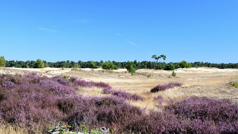 Paarse heide op een zandverstuiving met blauwe lucht van Gerard de Zwaan