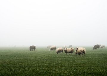 Sheep in the fog von Tieme Snijders