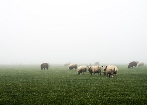 Schapen in de mistige weide
