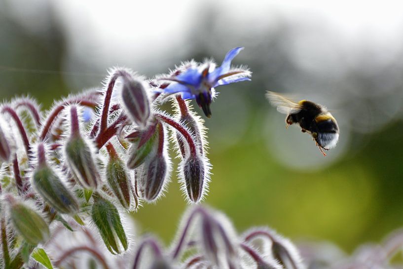 Flugshow 3 van Edgar Schermaul
