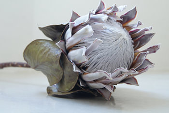 Protea 10