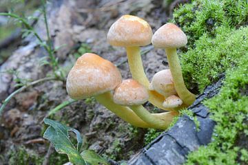 Mushroom Hypholoma fascicularis by Tonko Oosterink